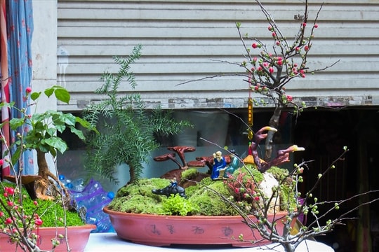 Săn lùng linh chi bonsai dáng độc lạ chơi tết