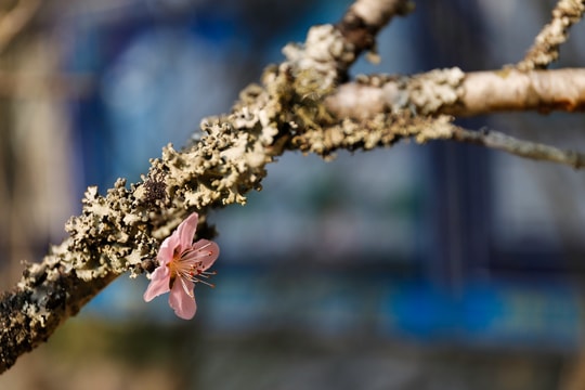 Đào, mai Tết hàng chục triệu đồng xuống phố Vinh