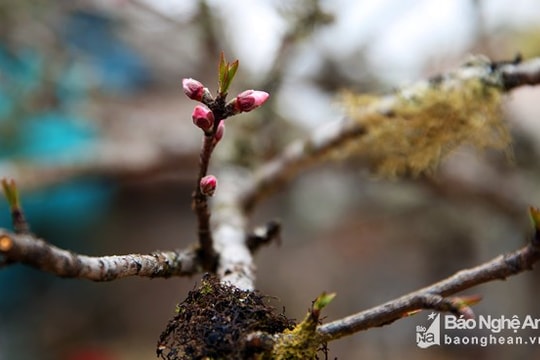 Thời tiết 8/2: Miền Trung tăng nhiệt, ngày hửng nắng 