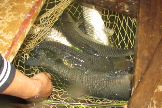 Cá lồng sạch Con Cuông sẵn sàng phục vụ Tết