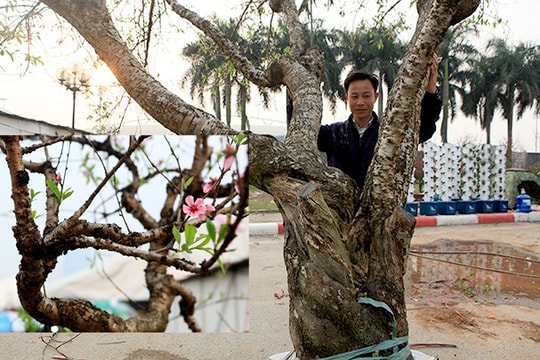 Ngắm cây đào rừng 'khủng' giá 80 triệu đồng