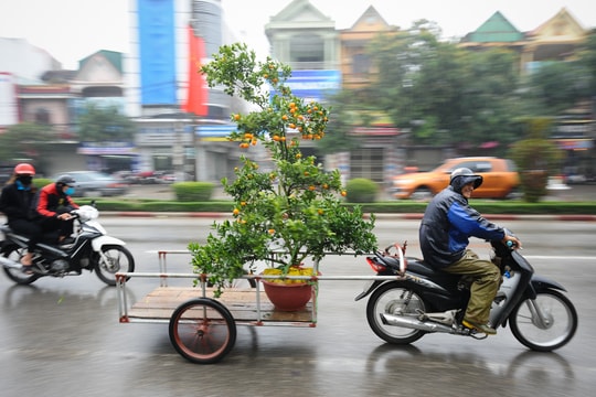Dịch vụ chở cây cảnh Tết: Xích lô 'ngồi chơi', xe máy làm không hết việc