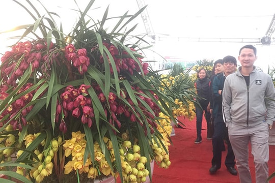 Hoa Trung Quốc tràn ngập chợ Tết