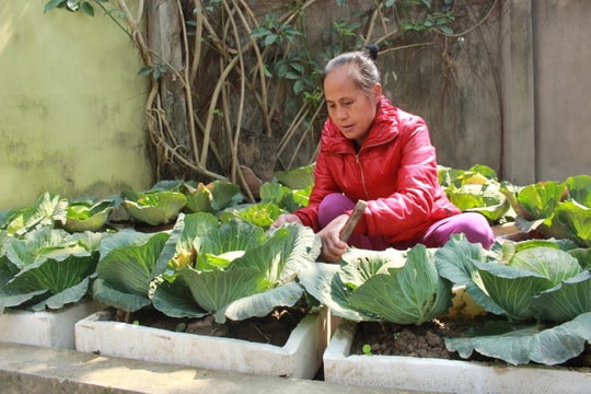 Rau hạ giá, người dân mua bắp cải cả cây về trồng dùng dần 