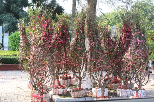Chiều 29 tết đào quất vẫn ế ẩm
