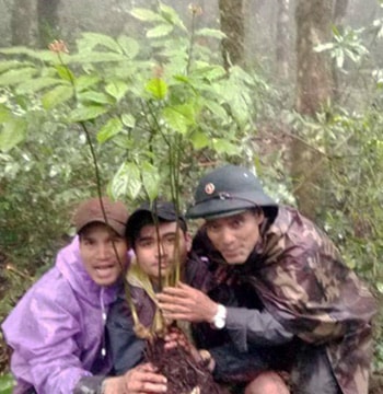 Củ sâm Ngọc Linh gần một kg bán giá gần nửa tỷ