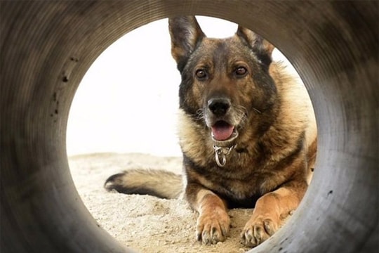 Vẻ dũng mãnh của các chú chó chiến binh Mỹ