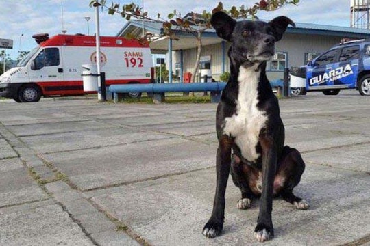 Những chú chó trung thành lay động hàng triệu trái tim