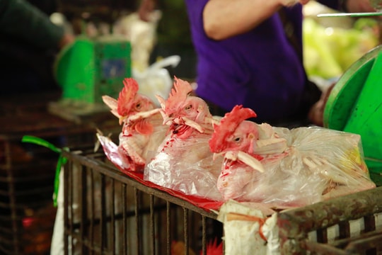 Làm gà cúng Tết, giá cao gấp 3 ngày thường, nhiều cơ sở từ chối 'nhận hàng'