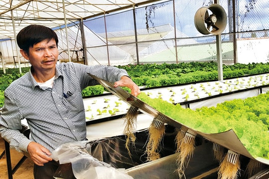 Trồng rau trên không đạt lợi nhuận 3 tỉ đồng/ha/năm