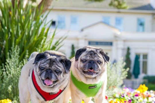 Chân dung các 'sao' cún cưng nổi nhất mạng xã hội