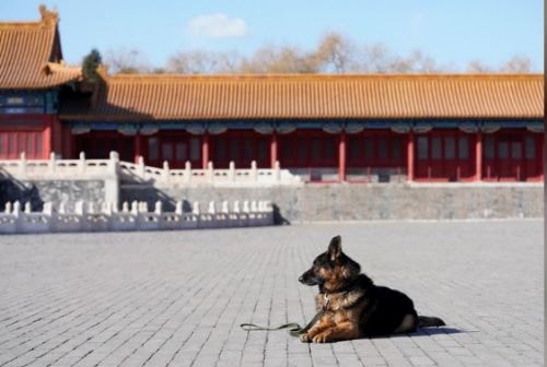 Trung Quốc: Những chú chó “bỏ ăn Tết” để bảo vệ báu vật quốc gia