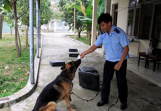 Những chú cảnh khuyển phòng chống buôn lậu, ma túy