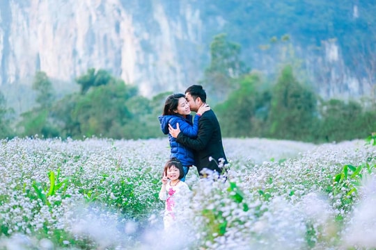 Vườn hoa dại Nghệ An hút khách ngày Tết