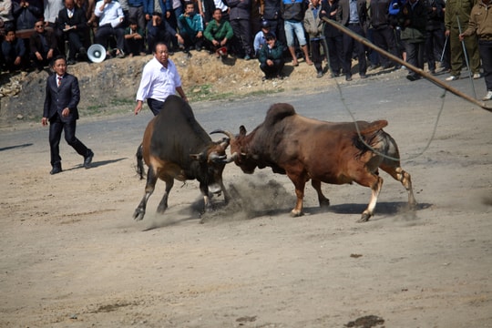 Xem những pha tấn công của trâu bò chọi ở vùng cao xứ Nghệ