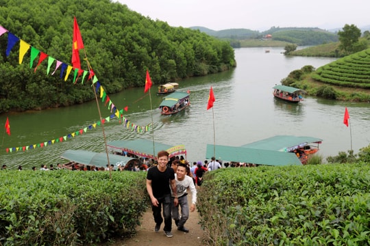 Đảo chè Nghệ An hút khách du Xuân