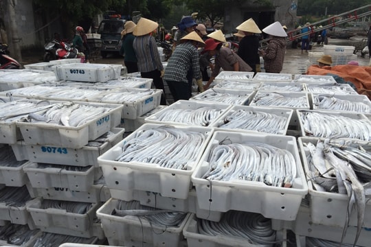 “Mở biển” đầu năm, ngư dân Quỳnh Lưu trúng đậm cá hố, thu hơn 1 tỷ đồng