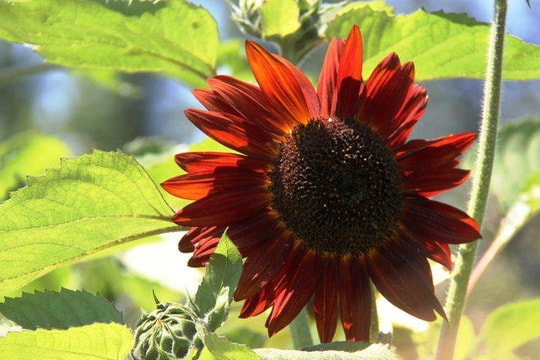 Hoa hướng dương đỏ 'gây sốt' sau Tết