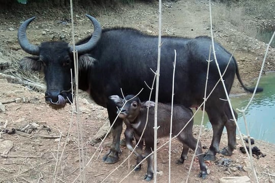 Trâu đẻ con 5 chân, gây tò mò cho người dân hiếu kỳ