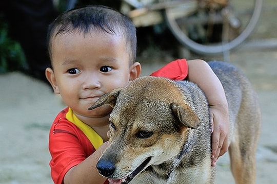 Những hình ảnh thú vị về chó