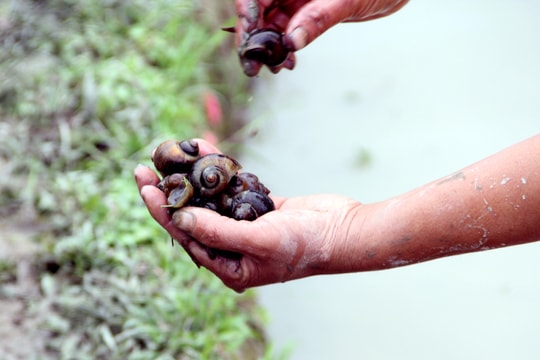 Người dân huyện miền núi “đau đầu” vì ốc bươu vàng hại lúa