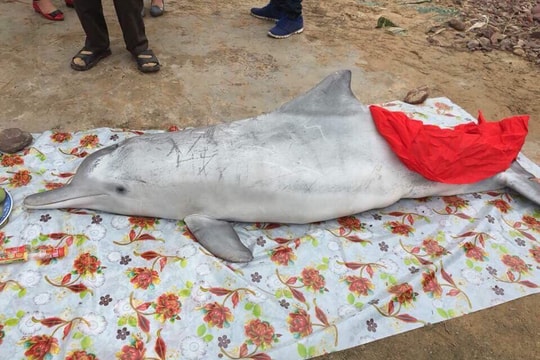 Cá heo và cá ông dài gần 2m chết dạt vào bờ biển Nghệ An