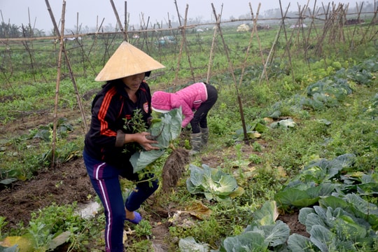 Rau xanh sau Tết phải nhổ cho lợn ăn