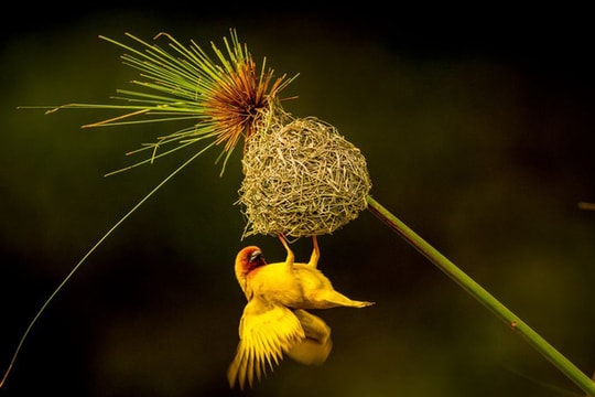 Ngắm bộ ảnh thiên nhiên đẹp nhất tháng 2