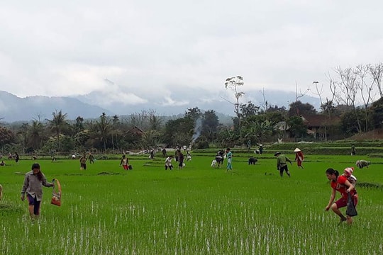 Nghệ An: Bắt hàng tấn ốc bươu vàng gây hại lúa xuân 