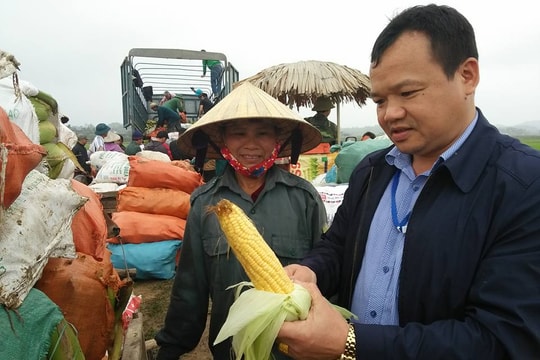 Hiệu quả vượt trội từ trồng giống ngô ngọt