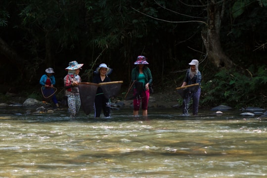“Độc, dị” nghề săn nòng nọc ở vùng cao Nghệ An