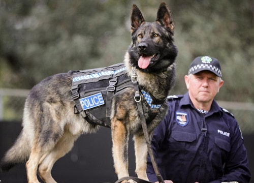 Bí mật về “đặc vụ 4 chân” bảo vệ Tổng thống Mỹ