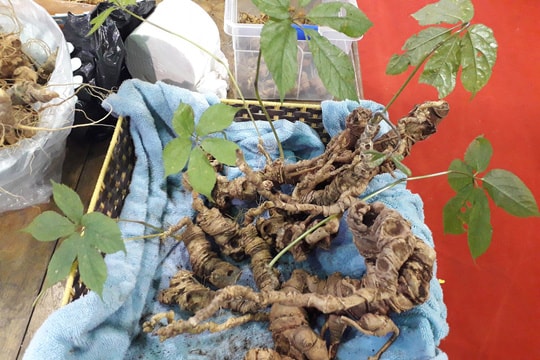 2 củ sâm Ngọc Linh “khủng” được rao giá hơn 1 tỷ