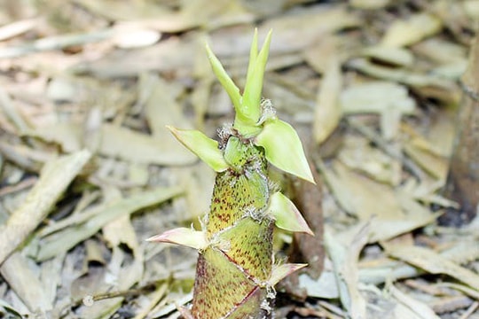 Dân bản kiếm tiền triệu trong mùa đào măng đắng