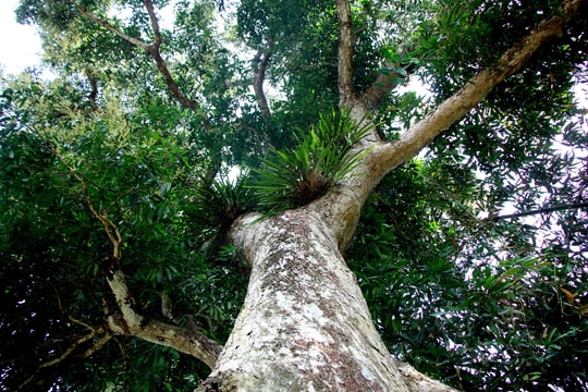 Cây quéo khổng lồ hơn 200 tuổi được xem thần hộ mệnh của bản 