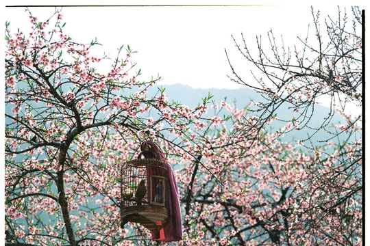 Bộ ảnh phim tuyệt đẹp về cao nguyên đá Hà Giang mùa xuân