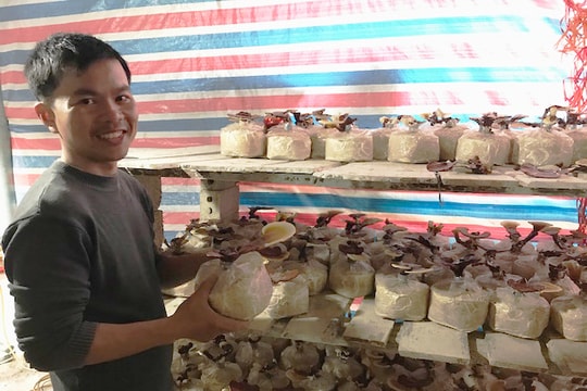 Quế Phong trồng thành công mô hình nấm linh chi