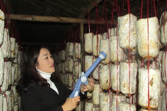 Phụ nữ bản Thái trồng nấm sò trắng cho thu nhập cao