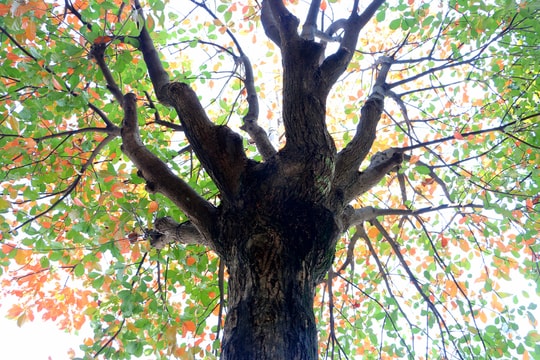 Thành Vinh rực vàng mùa lộc vừng thay lá