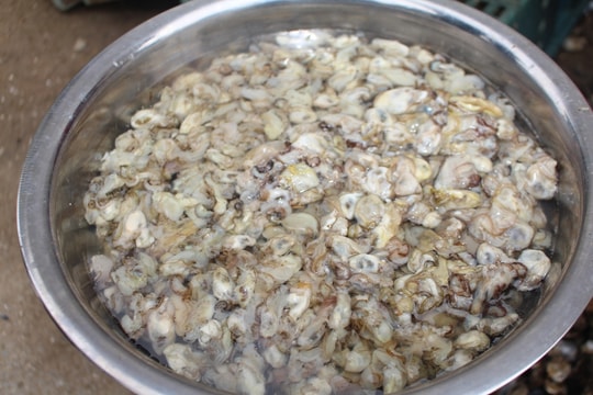 Hàu biển ở Nghệ An đắt giá kỷ lục