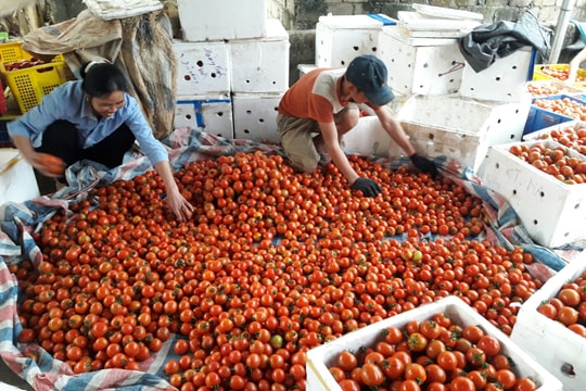 Nông dân khóc ròng vì cà chua... được mùa