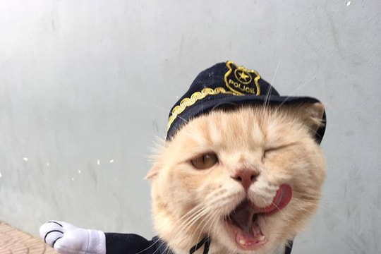 Chú mèo bán cá gây chú ý trên mạng xã hội