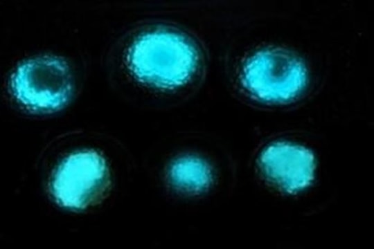 Rà bom mìn bằng... vi khuẩn