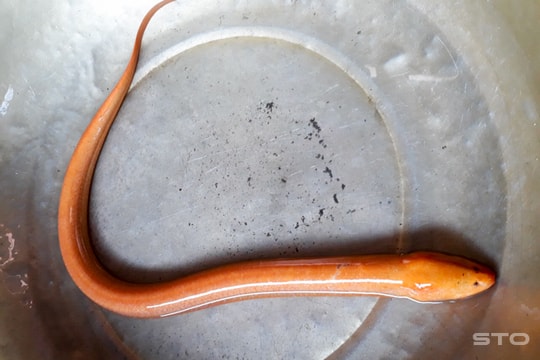 Đào được lươn vàng dài gần 1 mét trong vườn ổi