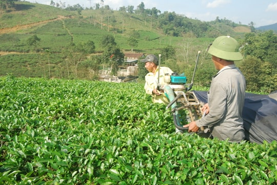 Nông dân “phá mù” chè xuân