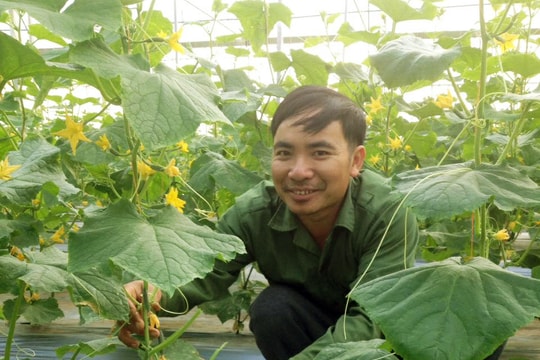 Nông dân Nghệ An trồng thành công dưa chuột Israel theo công nghệ nhà màng