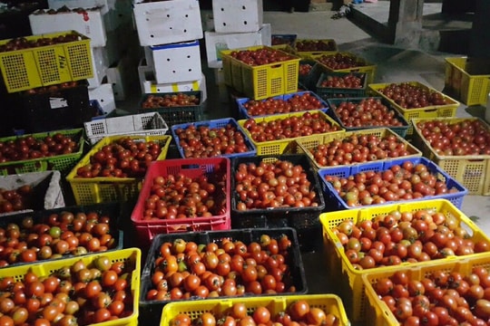 Siêu thị vào cuộc 'giải cứu' cà chua ở Quỳnh Lưu