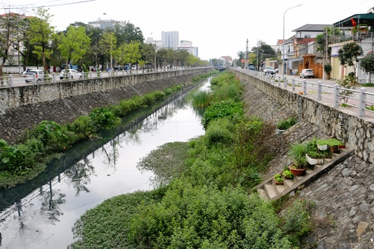 Cỏ cây phủ kín lòng kênh Bắc ở thành phố Vinh