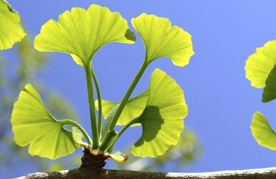 5 thực phẩm giúp tăng kích cỡ “cậu nhỏ”