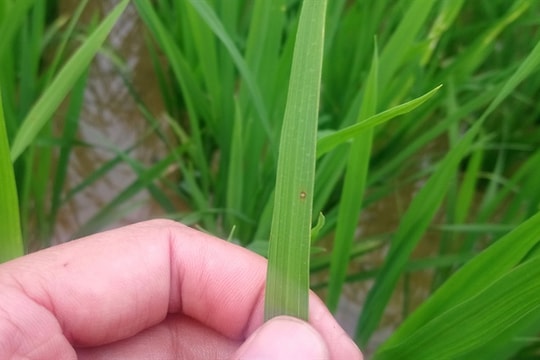 Nghệ An: Bệnh đạo ôn gây hại 200 ha lúa ở Nghệ An